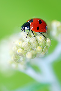 立体虫白色瓢虫红色小动物斑点飞行绿色昆虫背景图片