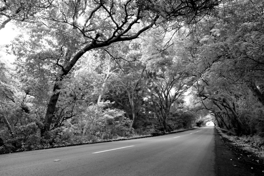 库拉索公路叶子阳光树木植被风景白色旅行乡村踪迹大街图片
