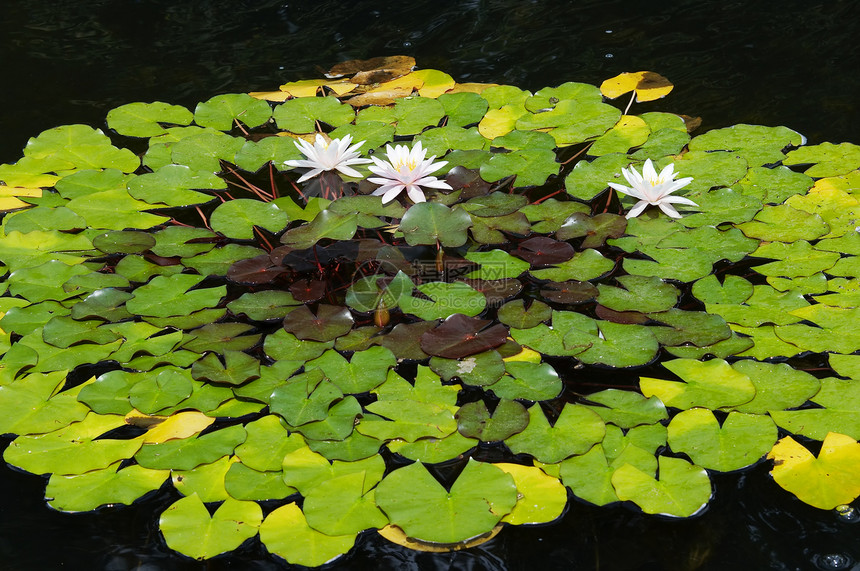 尼努法在水面上百合花朵反射花瓣荷花边缘心皮镜像白色植物图片