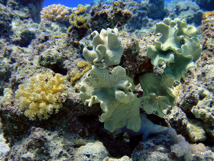 珊瑚下面的鱼图片