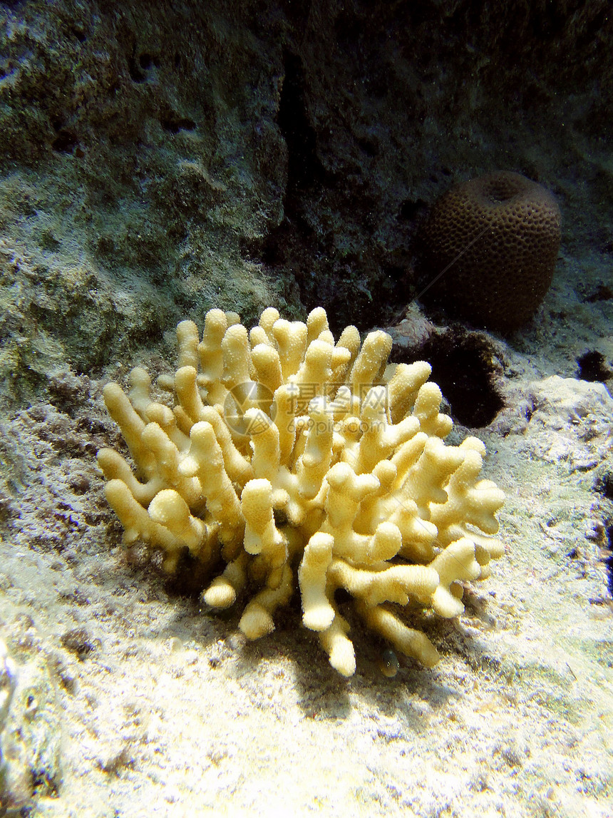 珊瑚树珊瑚红色鹿角图片