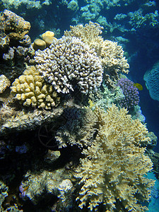 珊瑚花园7背景图片
