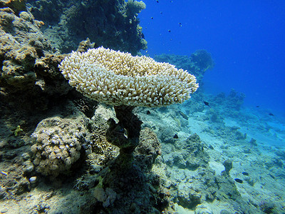 珊瑚花瓶背景图片