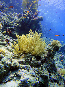 软珊瑚背景图片