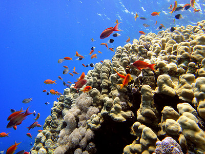 红海红鱼红色珊瑚背景图片