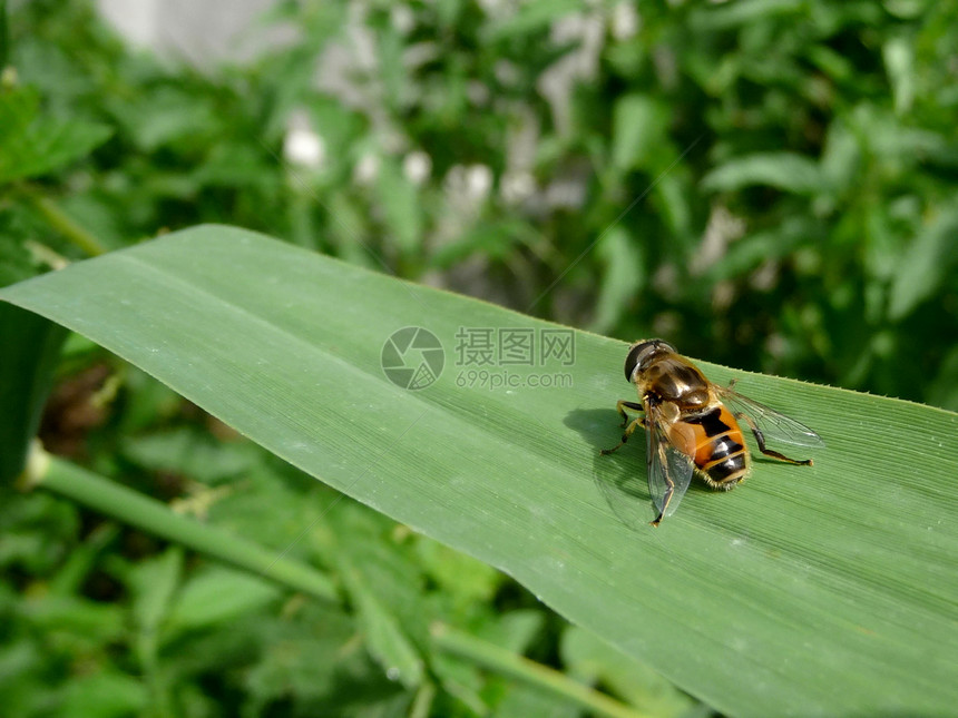 飞在叶子上翅膀花园宏观动物群植物群蜜蜂晴天绿色居住触手图片