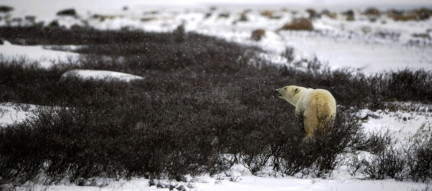 北极熊的嗅觉动物危险野生动物哺乳动物鼻子濒危海事童年寒冷苔原图片