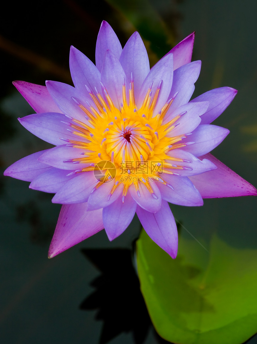 紫色莲油花园环境植物学植物群花瓣季节池塘叶子冥想植物图片