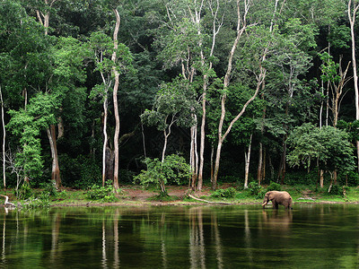 在靠近树木的池塘中大象     刚果地点高清图片