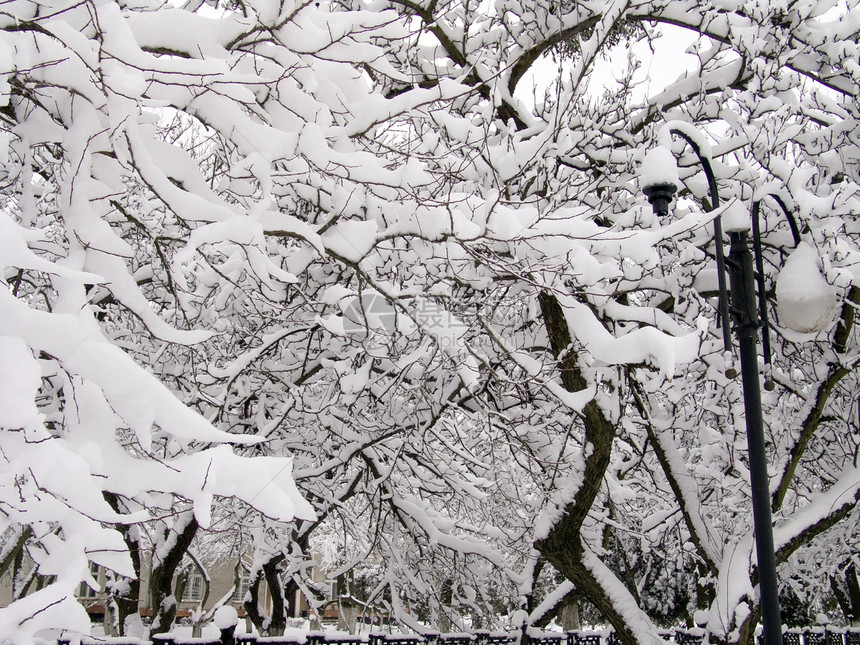 树枝上的雪2图片