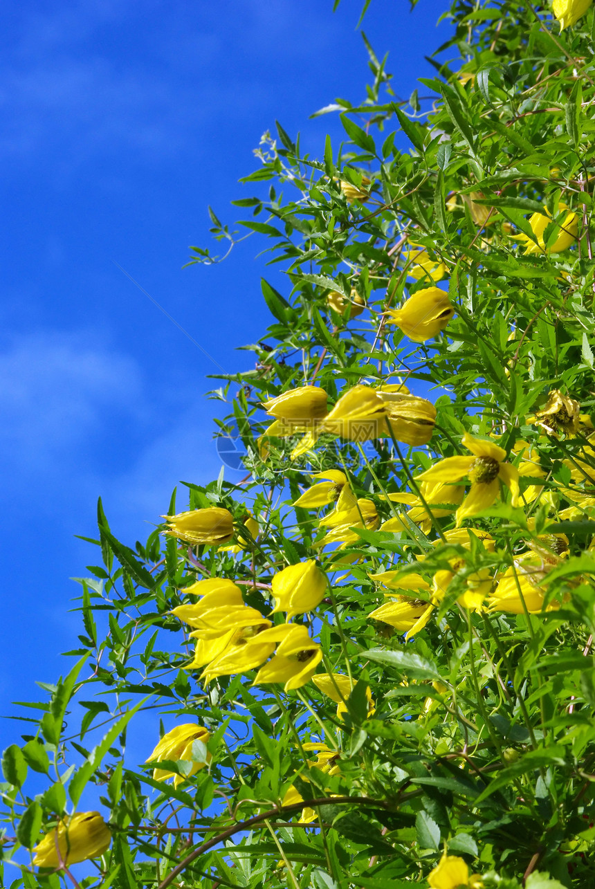 蓝色天空的黄色花朵叶子园丁季节衬套阳光树叶宏观植物群生长公园图片