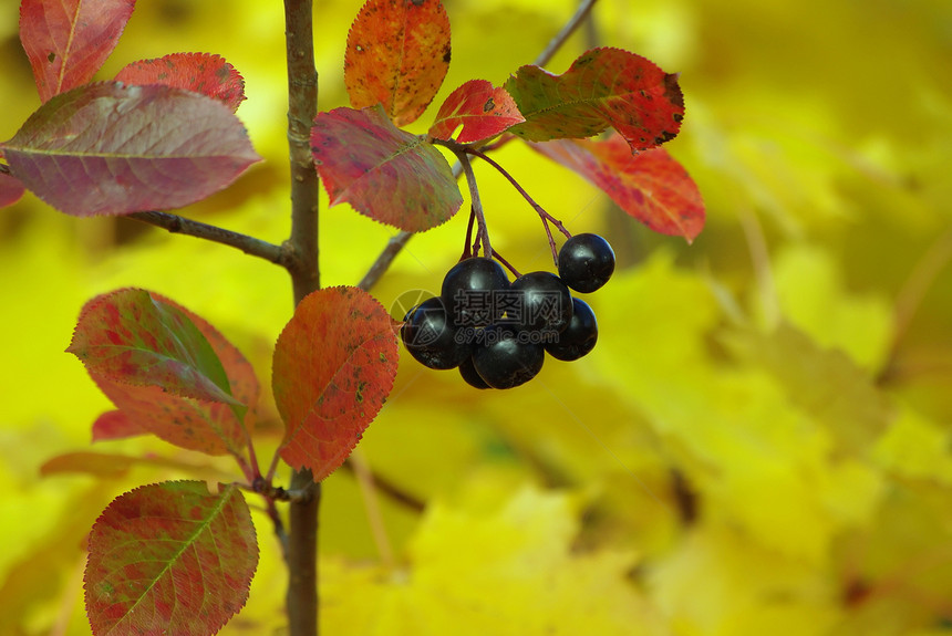 黑喉莓图片