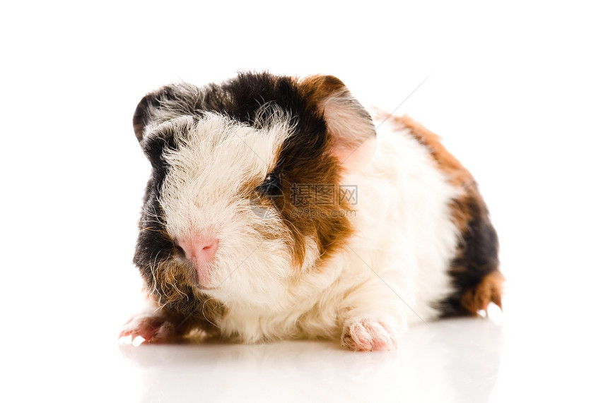 婴儿实验性小猪动物哺乳动物棕色宏观头发食物新生毛皮仓鼠耳朵图片