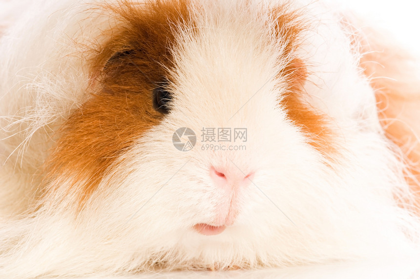 婴儿实验性小猪红色宠物食物鼻子头发反射毛皮白色爪子棕色图片