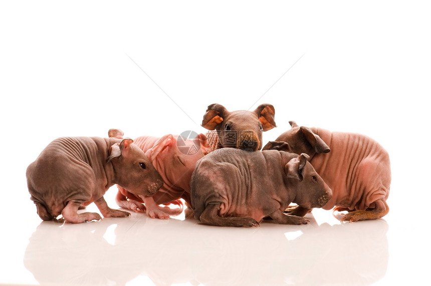 瘦小豚鼠猪鼻子仓鼠动物哺乳动物宠物胡须耳朵绒毛生活朋友图片