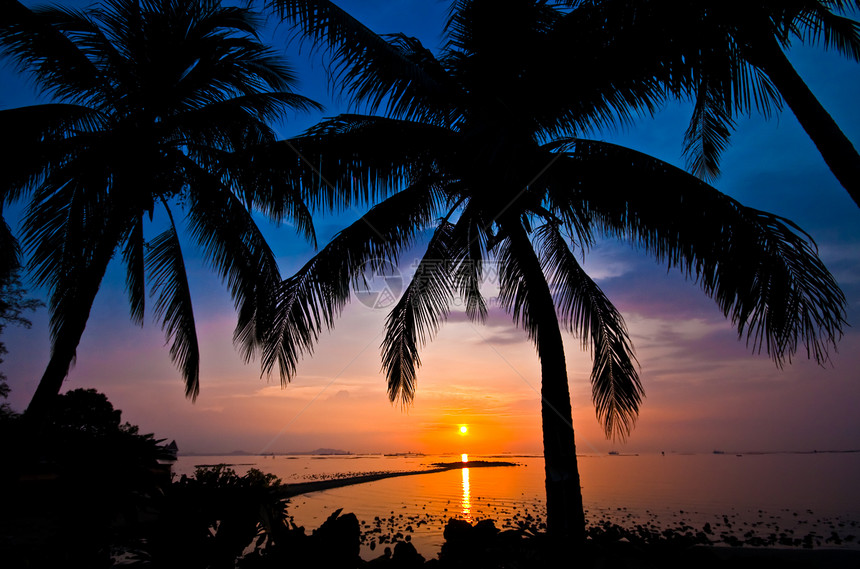 日落时的椰子树环形图片