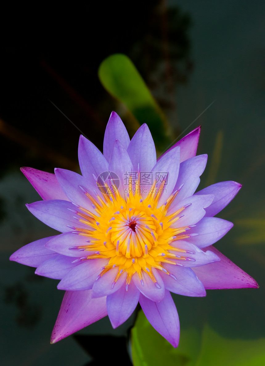 紫色莲油季节花园百合植物群宏观花瓣环境冥想热带荷花图片