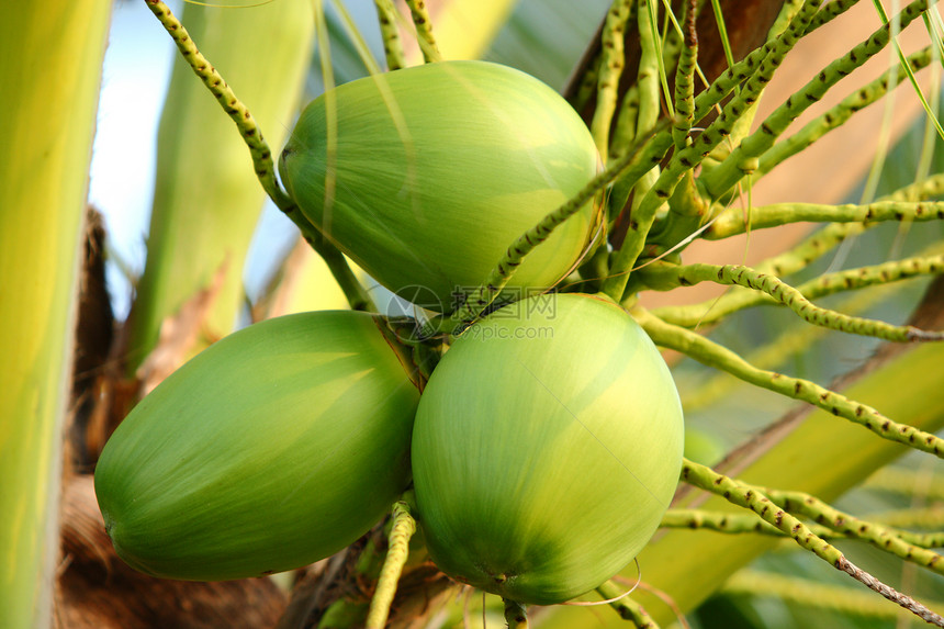 新鲜的椰子树图片