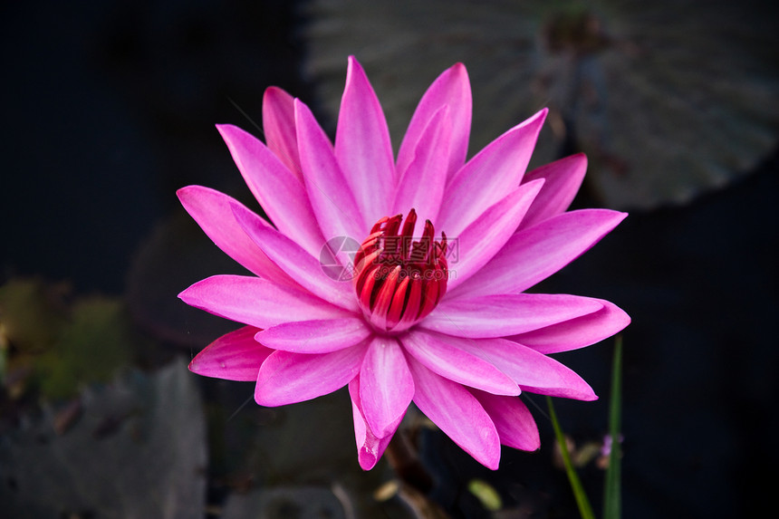 粉红水百合热带季节宗教植物学花园宏观植物群紫色叶子植物图片