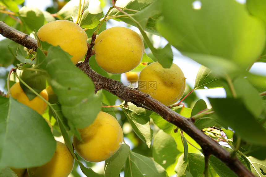 杏子季节植物群叶子晴天植物食物花园果园照片水果图片