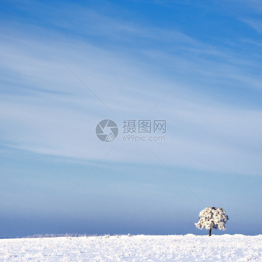 在寒冷的树上和在雪中与蓝天相对的风景下荒野季节冻结木头降雪冬令寒意农村场景雪景图片