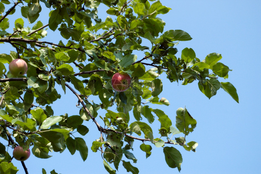 蓝天上的红苹果和叶子树林采摘美食花园树木植物生长阳光农场水果图片