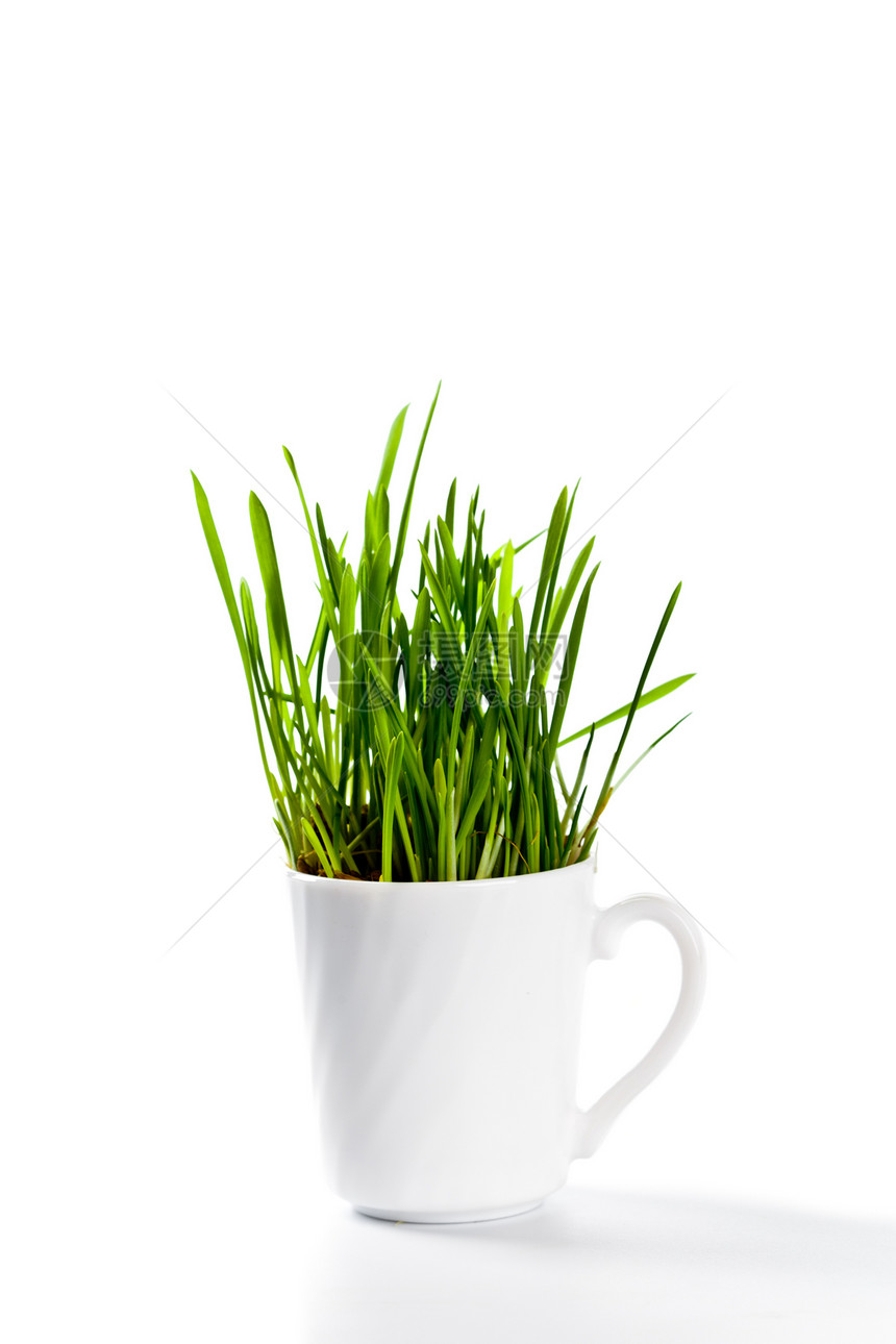 咖啡杯中的青绿新草植物绿色食物燕麦环境杯子宠物地球叶子盆栽图片