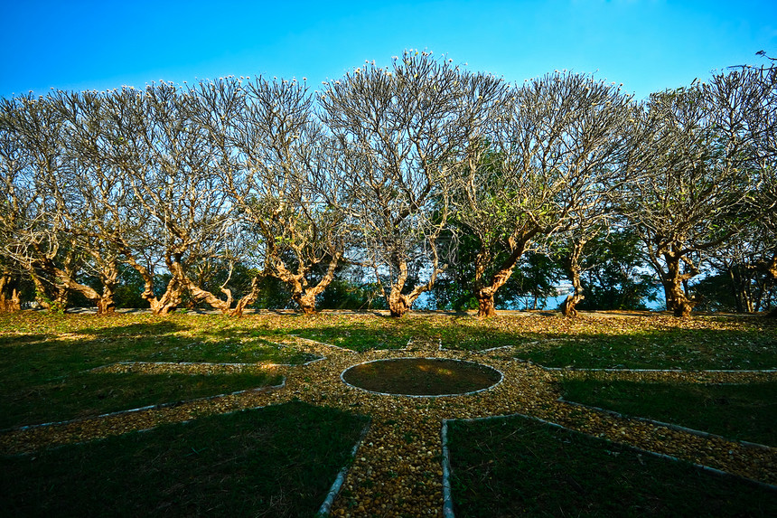 弗朗吉帕尼 秋天的普卢木树图片