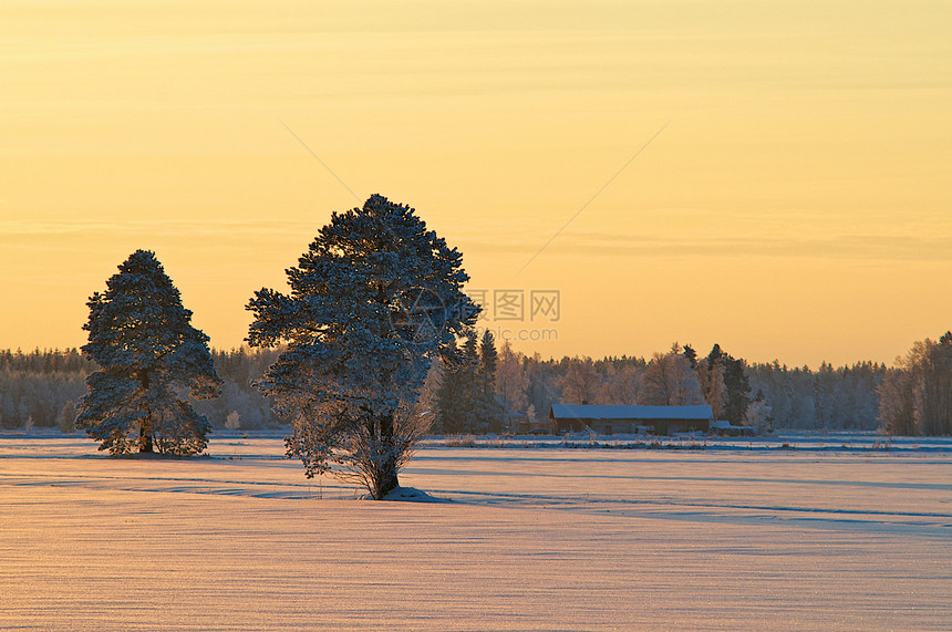 冬季日落中的树黄色太阳天空树木图片