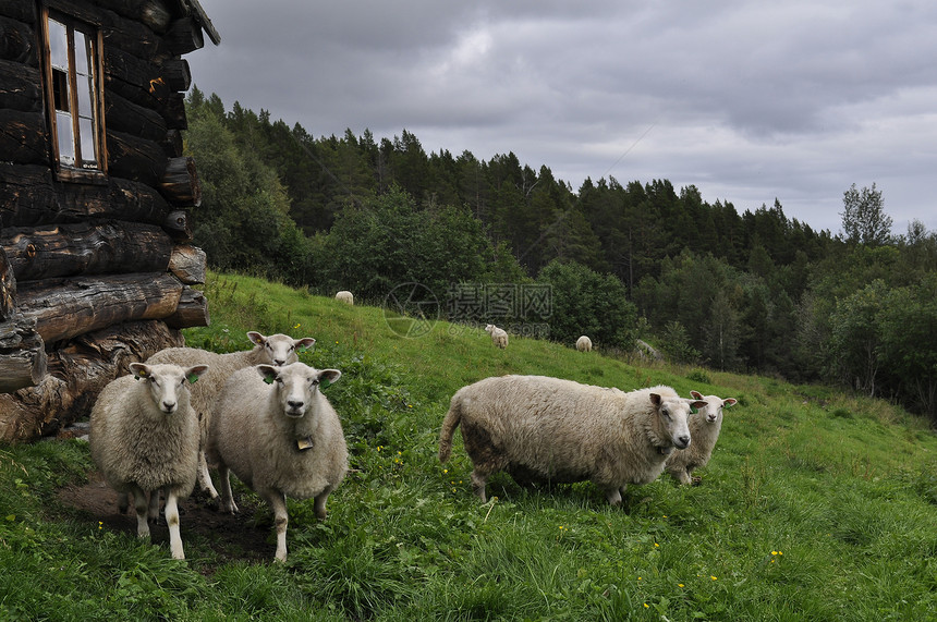 山地中的羊群建筑家畜动物绿色羊毛羔羊农业农场日落农村图片