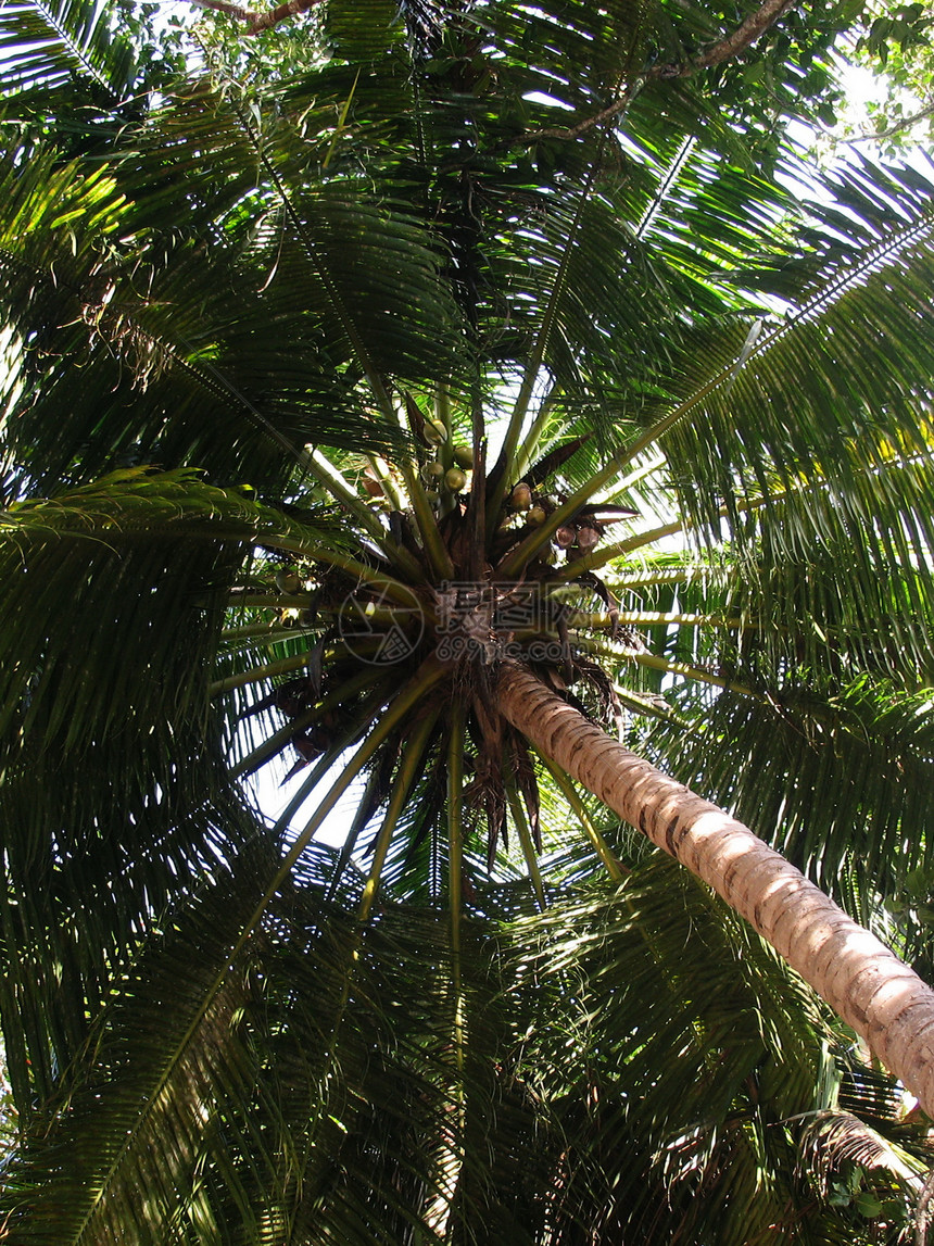 棕榈叶旅行高度日光热带天空棕榈木头绿色圆形叶子图片