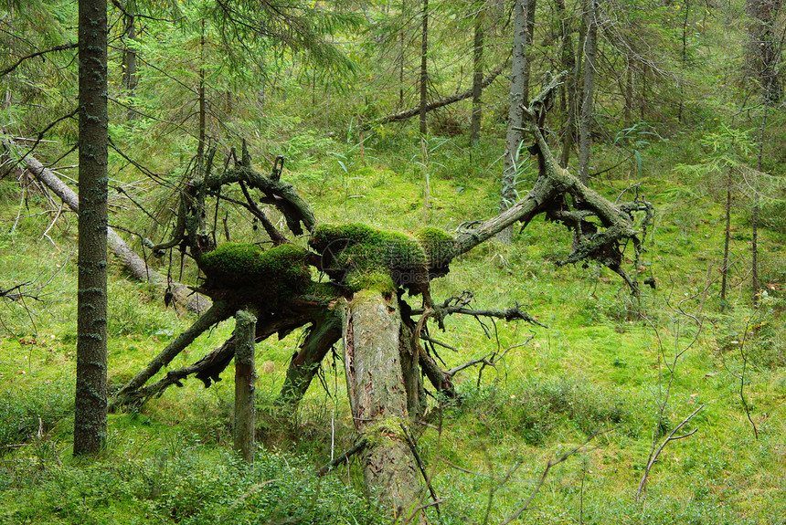 森林恶魔木精灵树叶树木风暴苔藓绿色枝条松树天气植物图片