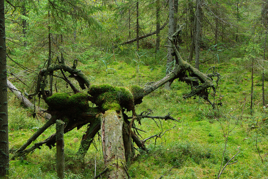 森林恶魔地精木精灵绿色树木苔藓松树树叶枝条天气风暴图片