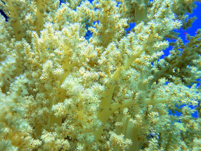 软珊瑚 4珊瑚背景图片