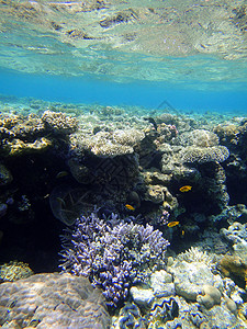 水下现场红色珊瑚背景图片