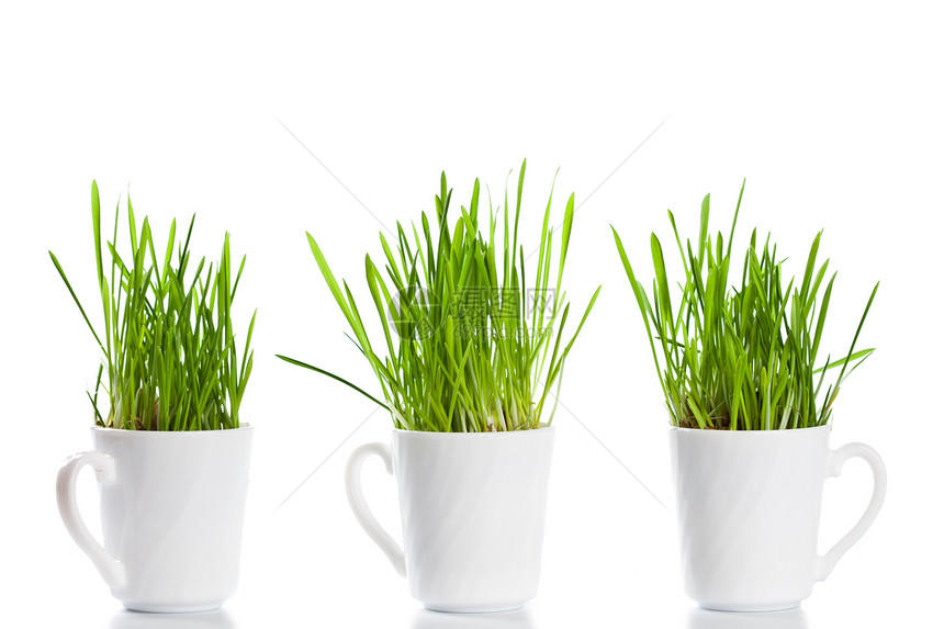 咖啡杯中的绿草食物环境宠物白色绿色盆栽叶子地球小麦植物图片