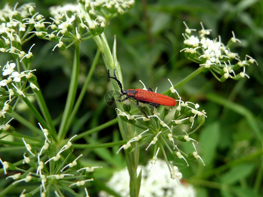 红虫漏洞植物群生活宏观植物居住触手白色昆虫动物图片