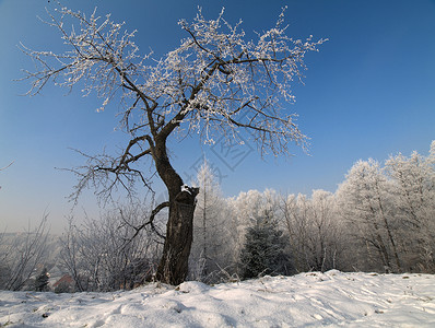 樱桃树上覆满雪雪背景图片