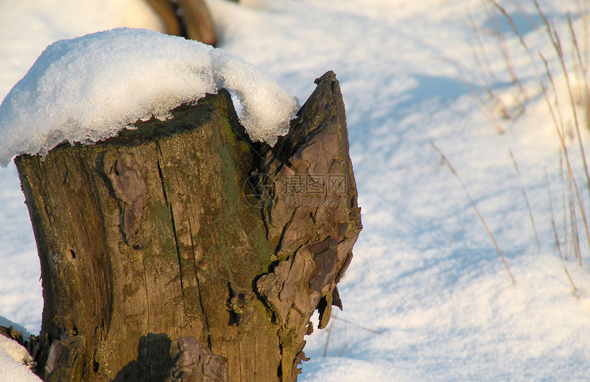 冬天在雪下树桩图片