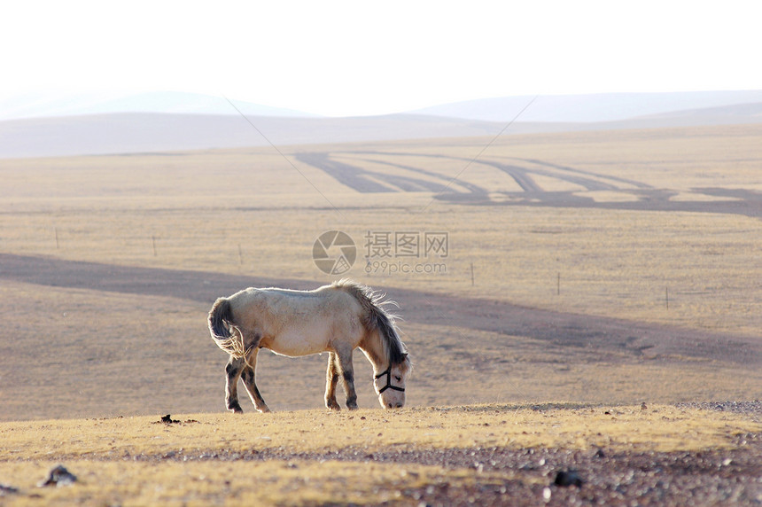马匹在草地上家畜鬃毛动物荒野马背牧场哺乳动物舞步自由天空图片