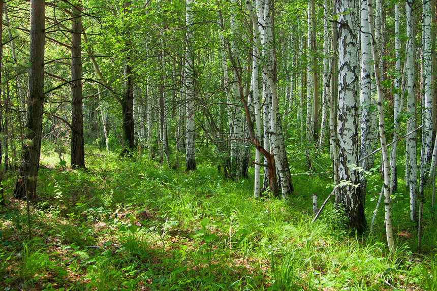森林种子植被植物时间木头季节木材绿色植物树木叶子图片