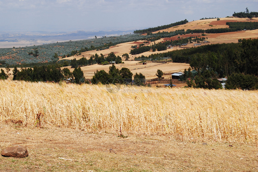 埃塞俄比亚的农田面积图片