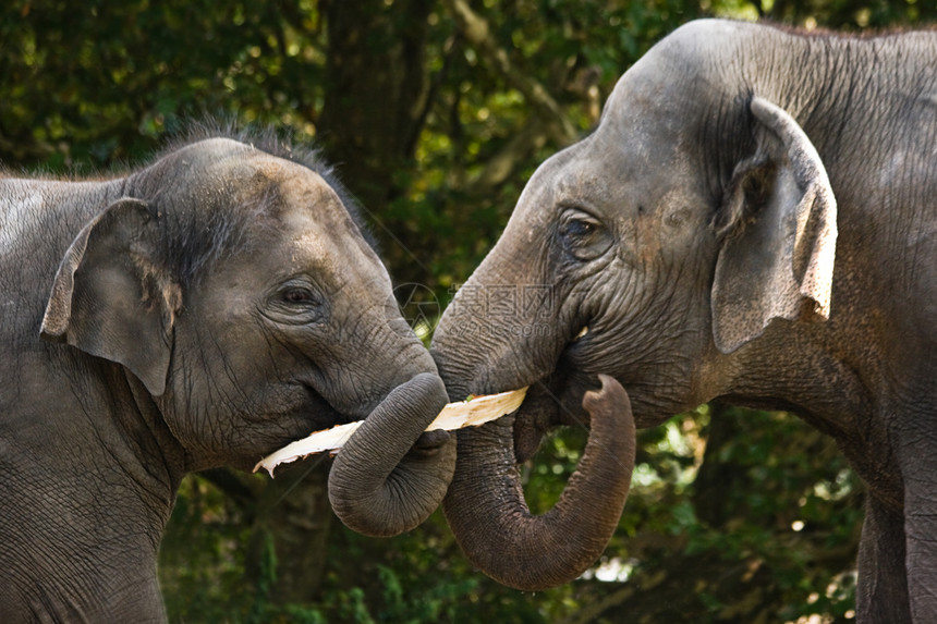 两只亚洲大象吃树皮图片