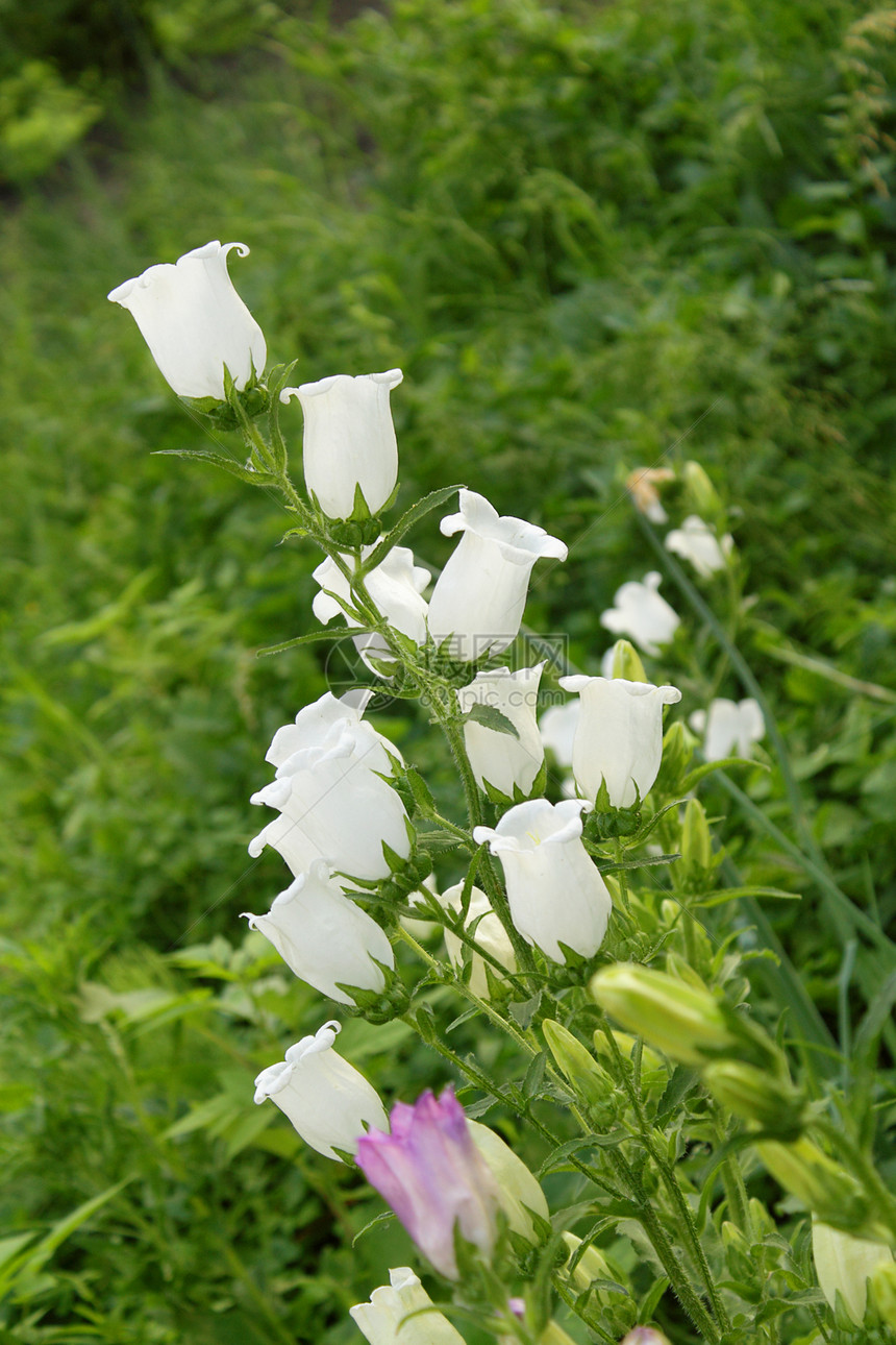 白葵花植物植物学白色绿色季节叶子花园花瓣图片