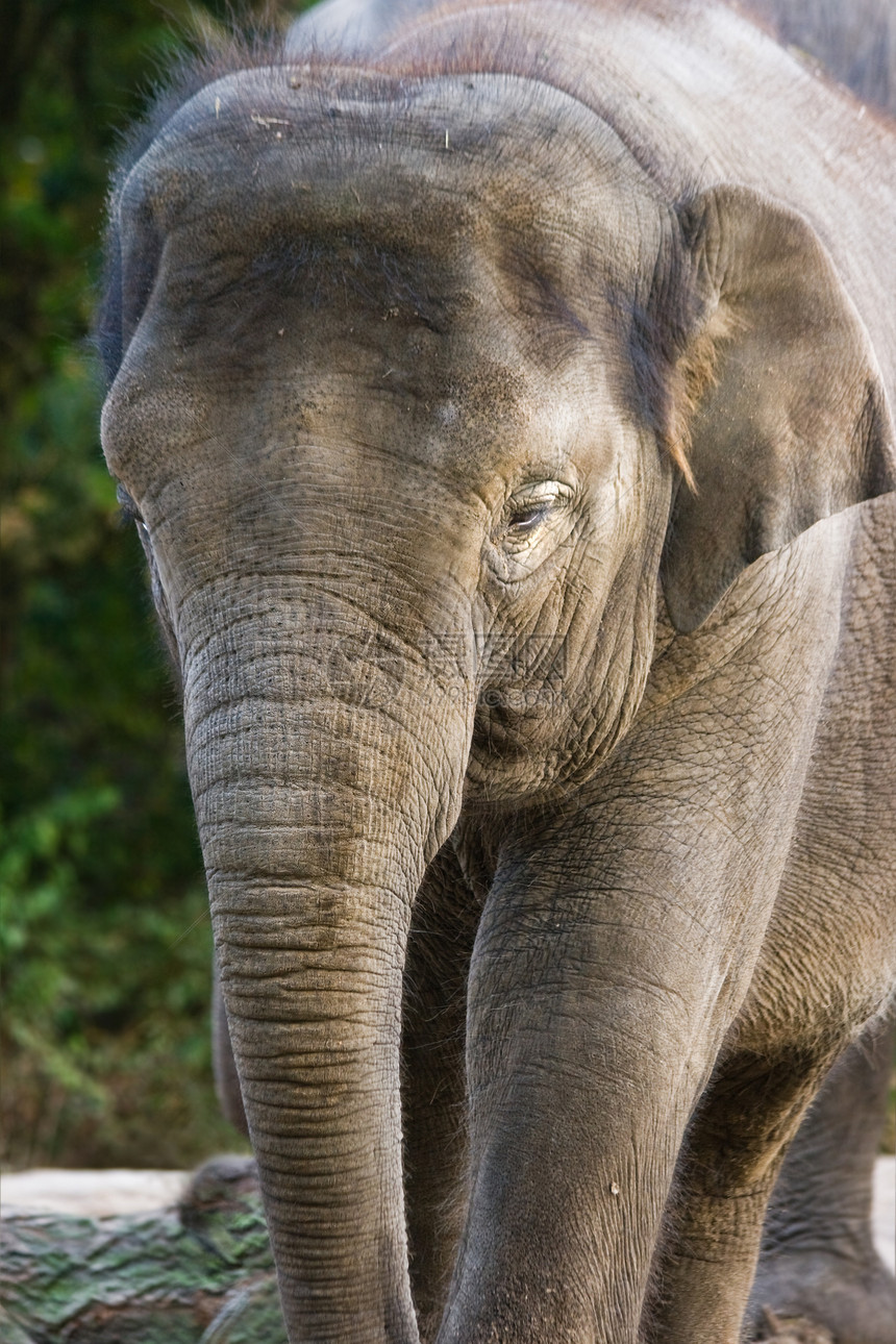 女性亚洲大象哺乳动物灰色象类荒野照片耳朵棕色野生动物力量图片
