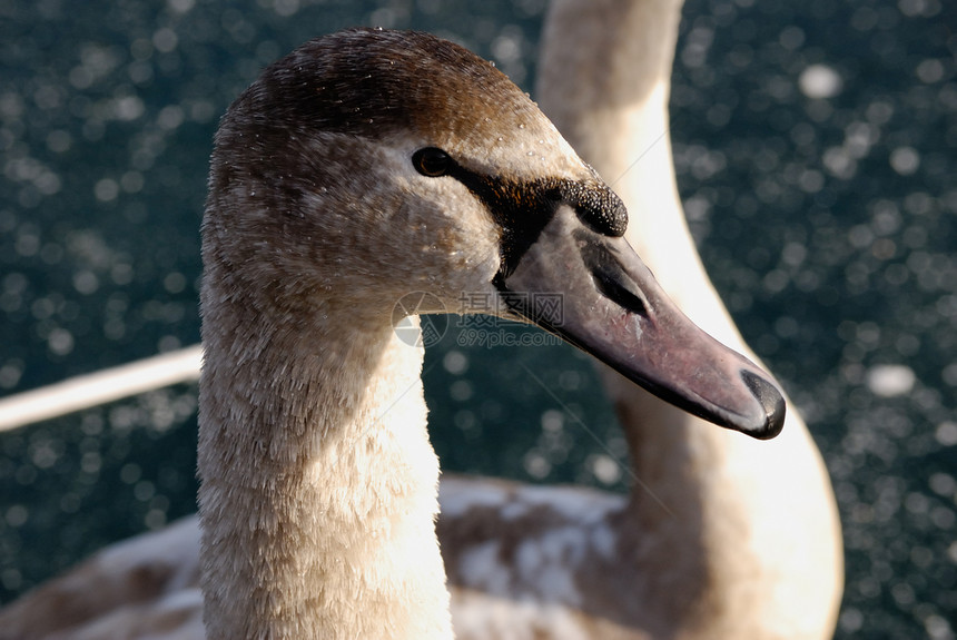冬天的天鹅羽毛白色水禽季节野鸟野生动物水鸟荒野冻结图片