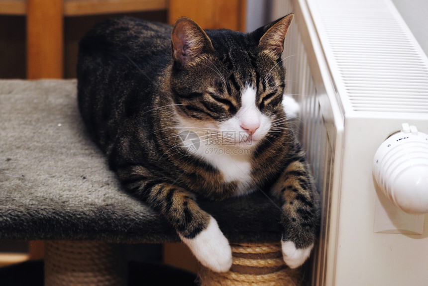 在加热器上放松的猫温暖季节温度金属季节性房间活力睡眠猫科动物散热器图片