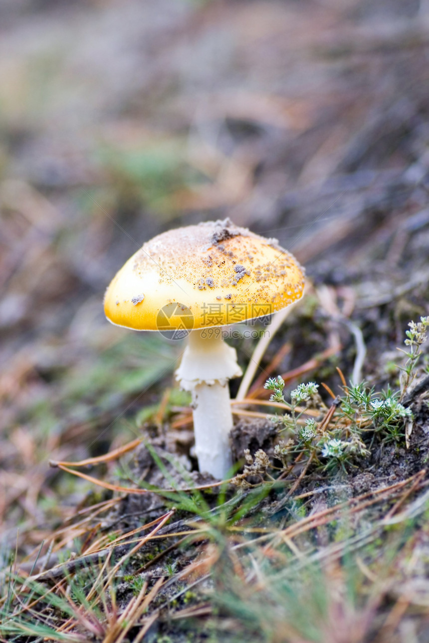 森林中生长的蘑菇森林食物公园植物学蜂蜜苔藓香水植物宏观美丽图片