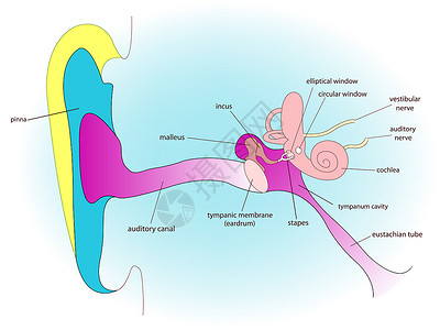 砧骨耳腔解剖耳蜗器官管子横截面耳朵科学海角镫骨鼓膜锤骨插画