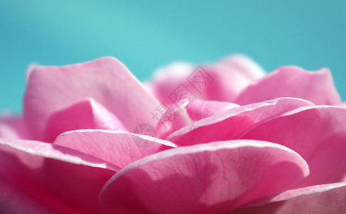 玫瑰花瓣粉色香味蓝色艺术背景图片